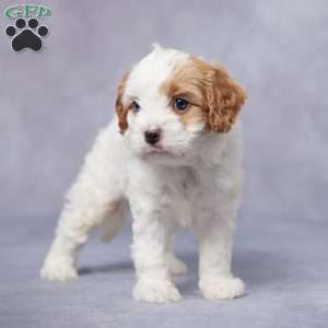 Ike, Cavapoo Puppy